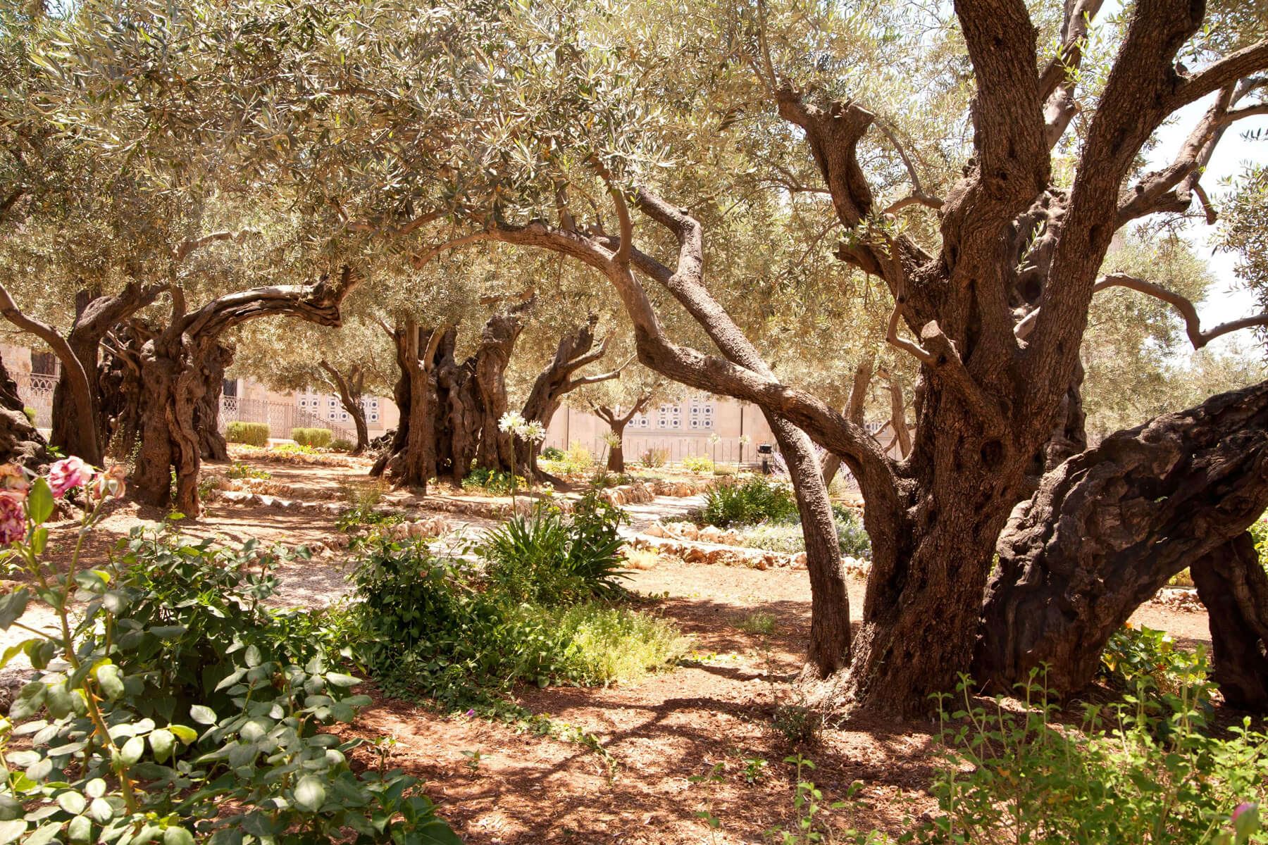 Jerusalem - The Olive Garden at the Church of All Nations, Gethsemane _ Credit Noam Chen for the Israeli Ministry of Tourism