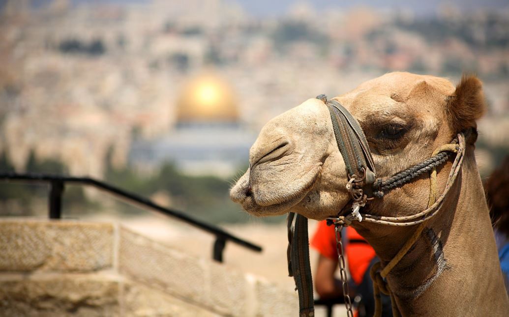 Jerusalem - A camel on the backgropu of the Temple Mount_ Credit Noam Chen for the Israeli Ministry of Tourism