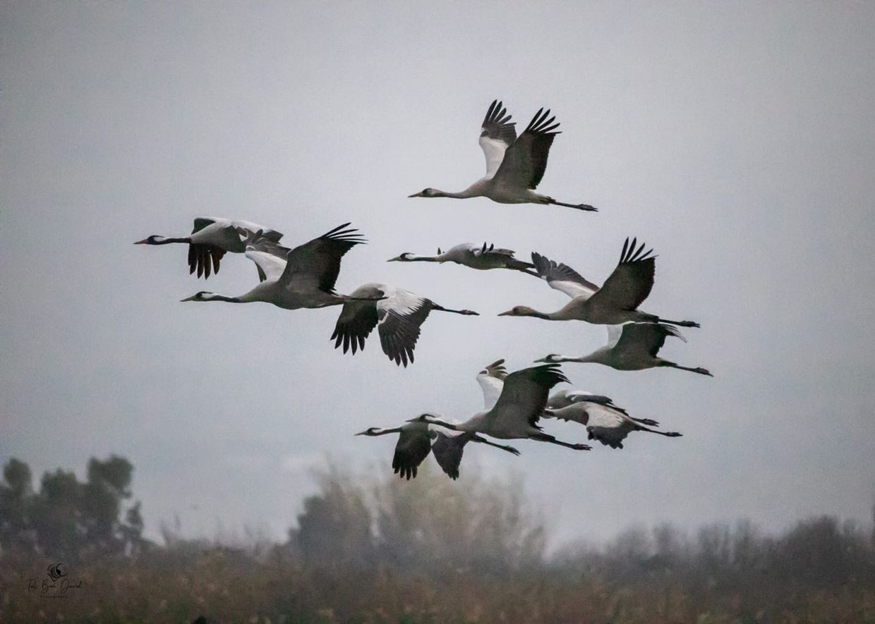 Migrating birds over the Agamon Hula _ credit Tal Ben David