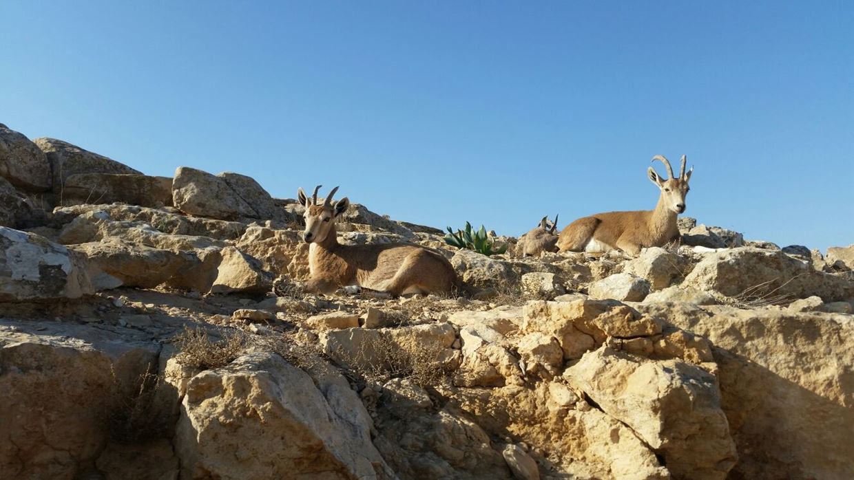 Judean Desert, Ibex