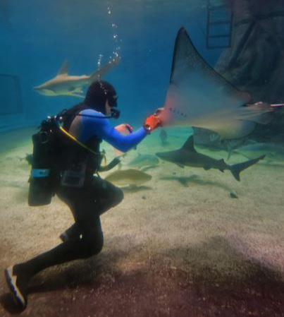 Click to open large image Eilat, Coral Beach with a Manta Ray fish_ Credit Dafna Tal for the Israeli Ministry of Tourism