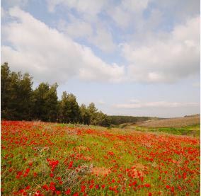 Darom Adom _ Credit The Israel Ministry of Tourism